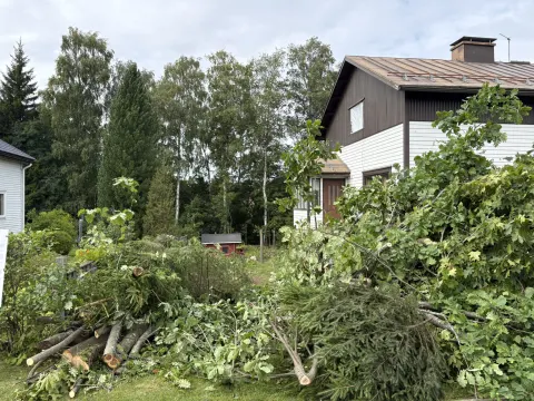 Kaadetun puun runko ja oksat kasattuna